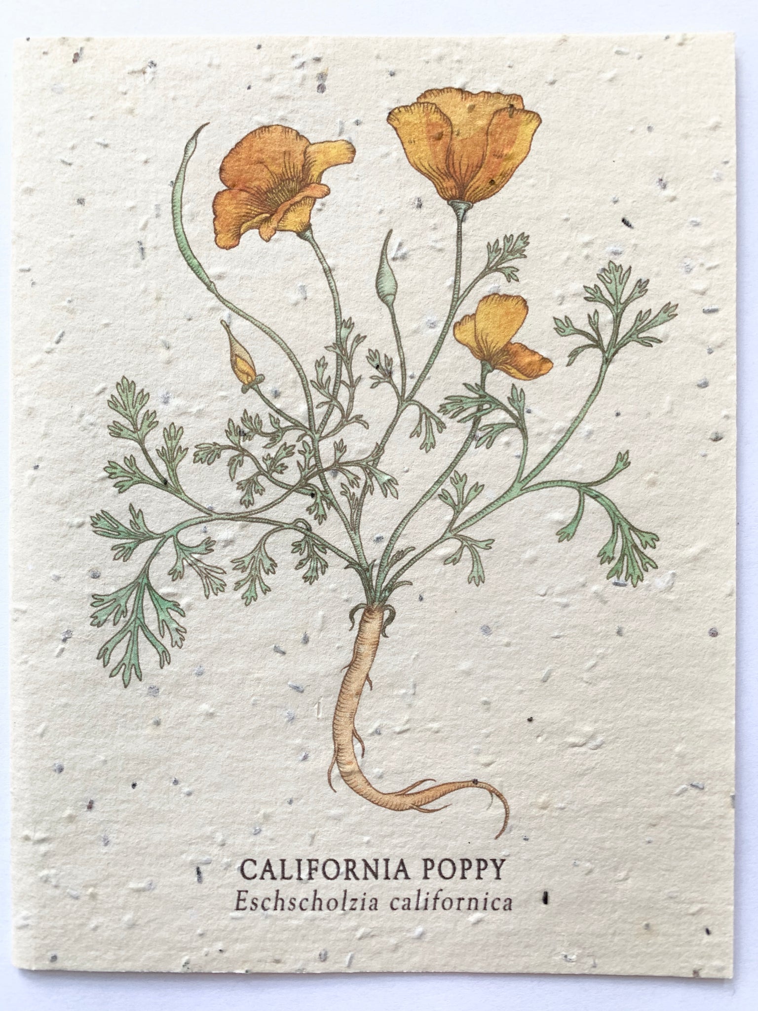 California Poppy Plantable Notecard