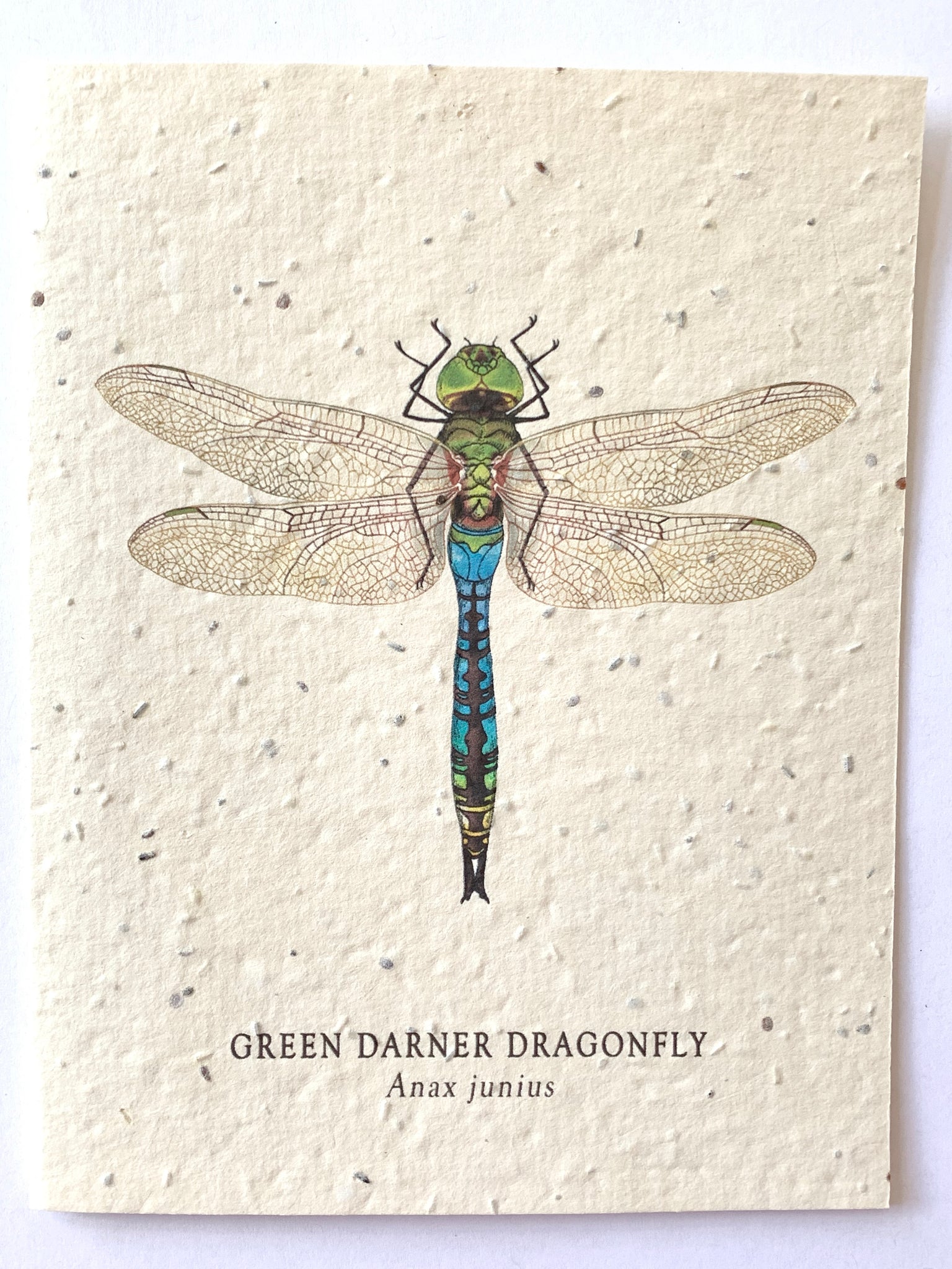 Dragonfly Plantable Notecard