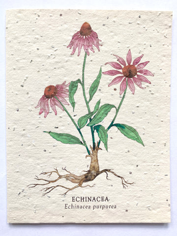 Echinacea Plantable Notecard